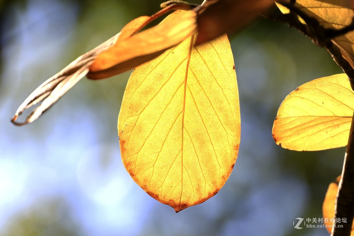 #佳能月赛-一叶知秋#叶报秋色