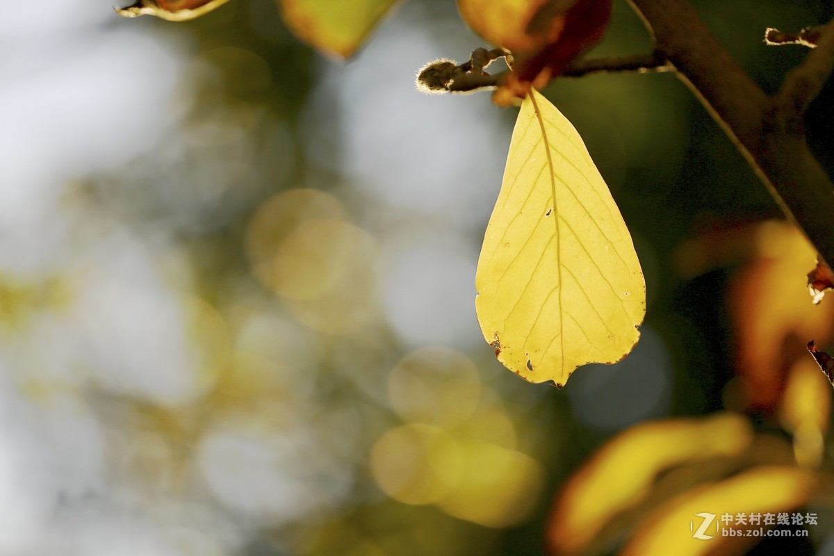 #佳能月赛-一叶知秋#叶报秋色