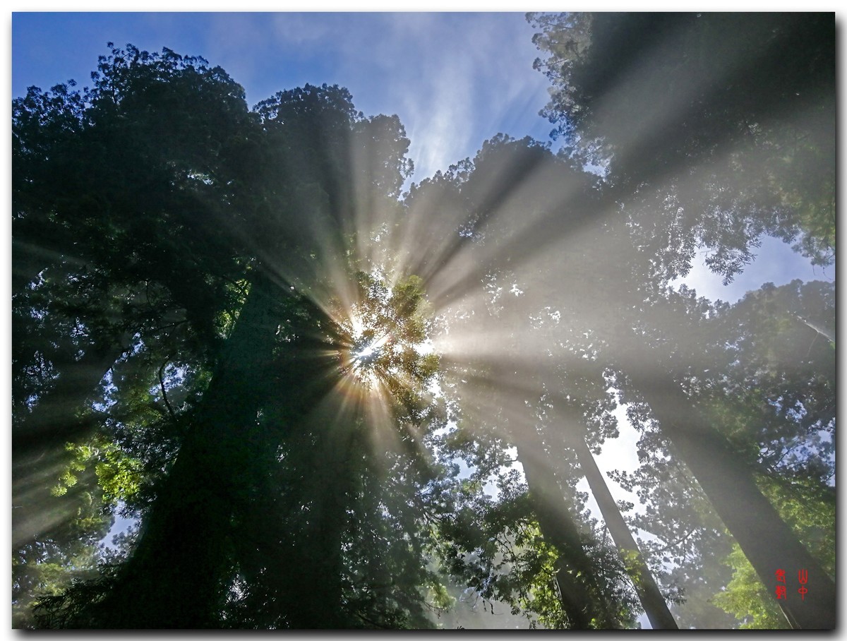 红木公园里的雾，光与影．７７６