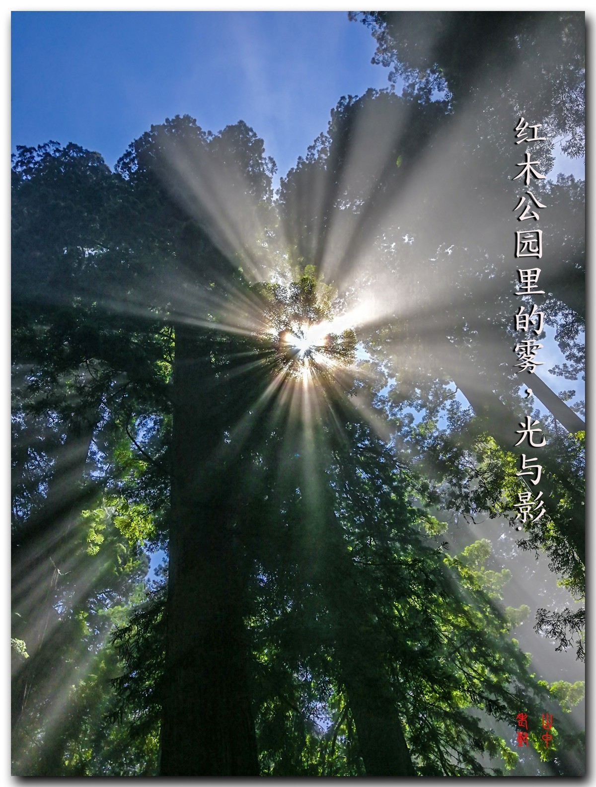 红木公园里的雾，光与影．７７６
