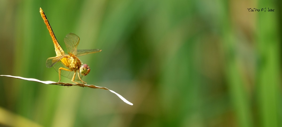 武侯大队劳作区域 2018 31