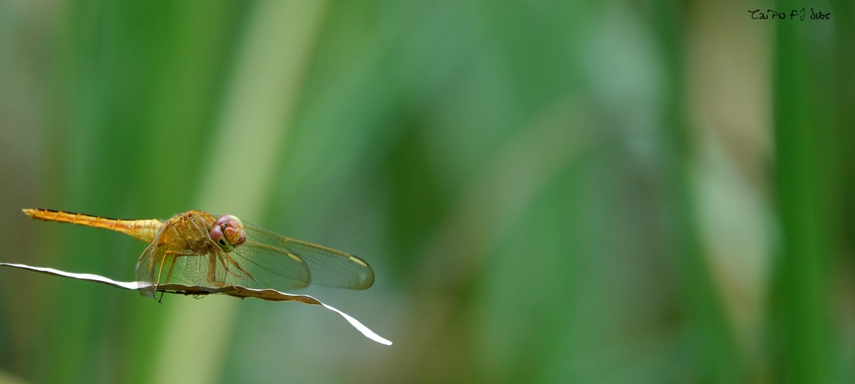 武侯大队劳作区域 2018 31
