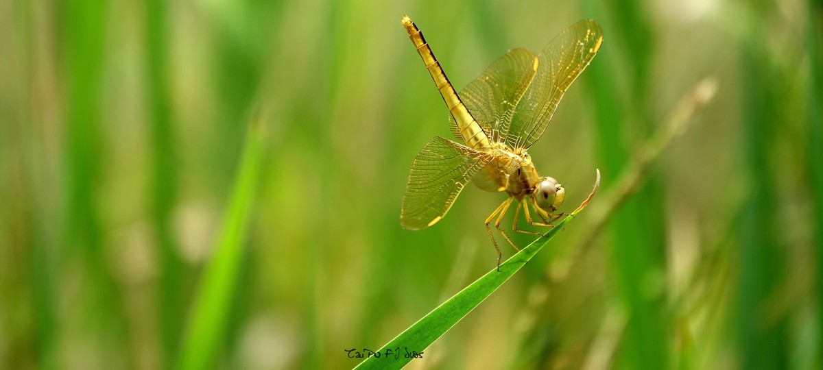 武侯大队劳作区域 2018 31