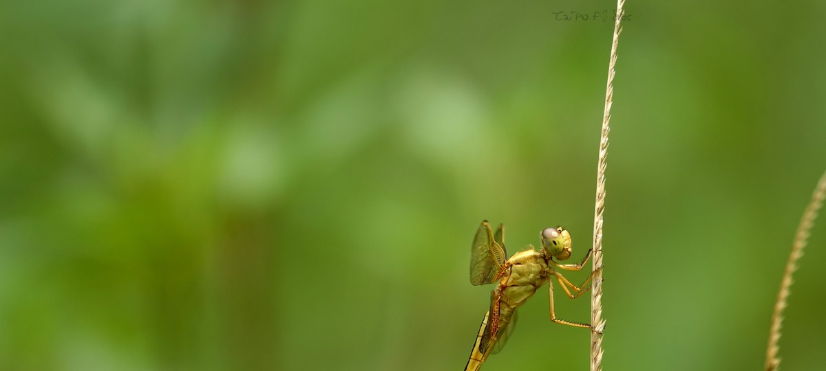 武侯大队劳作区域 2018 31