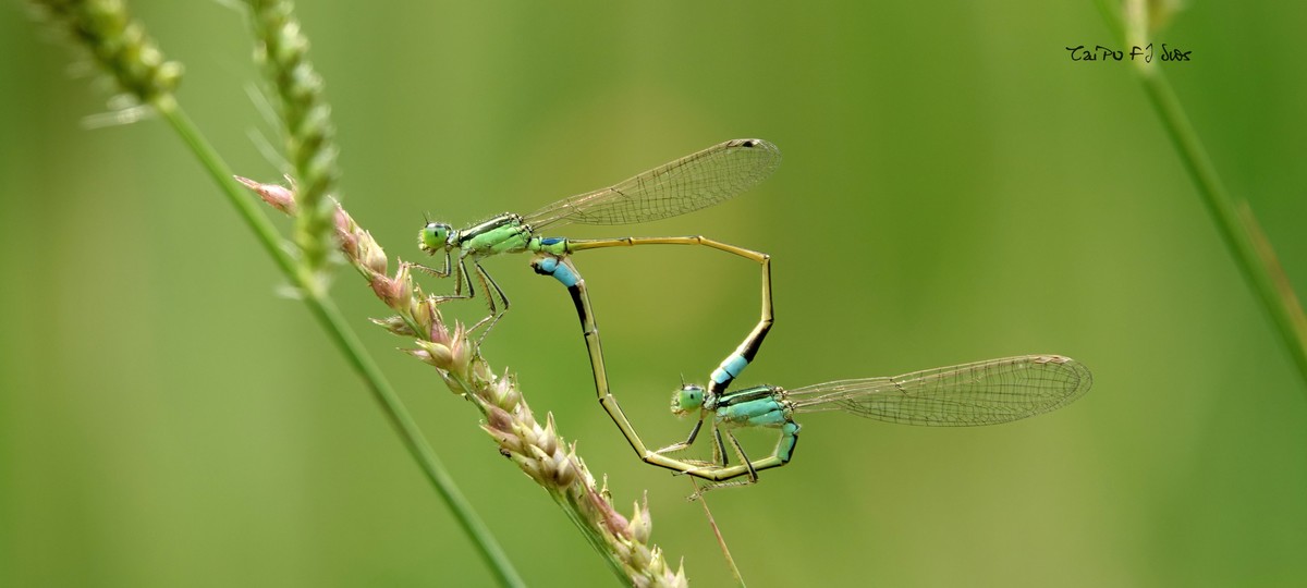 武侯大队劳作区域 2018 31