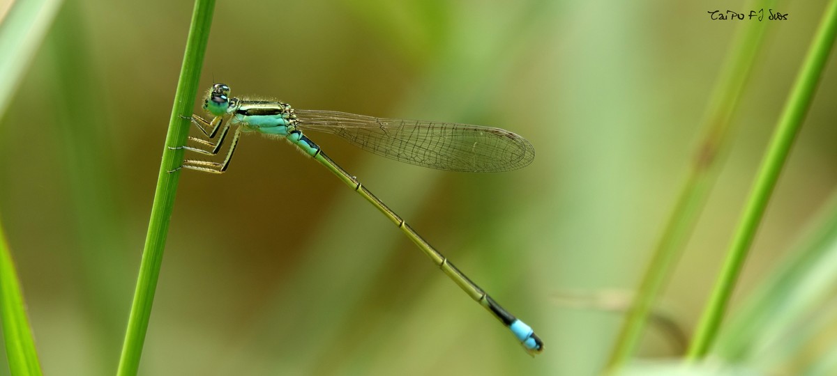 武侯大队劳作区域 2018 31
