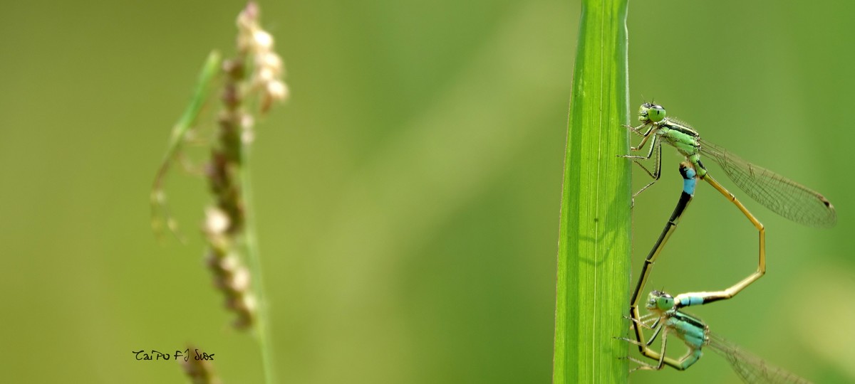武侯大队劳作区域 2018 31