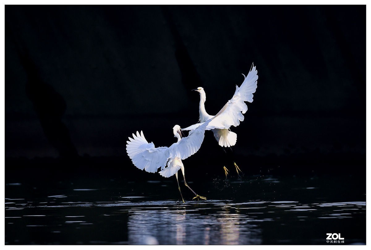 翩翩起舞的白鹭