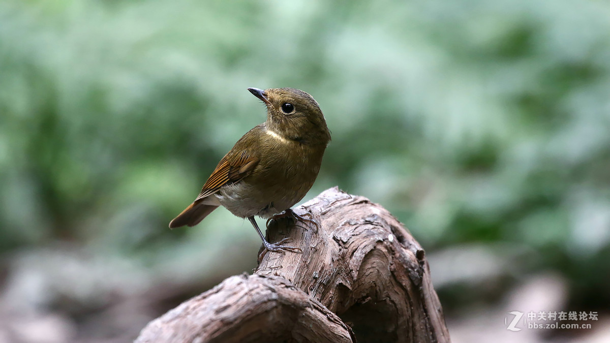 棕腹大仙鹟 MM GG靓照