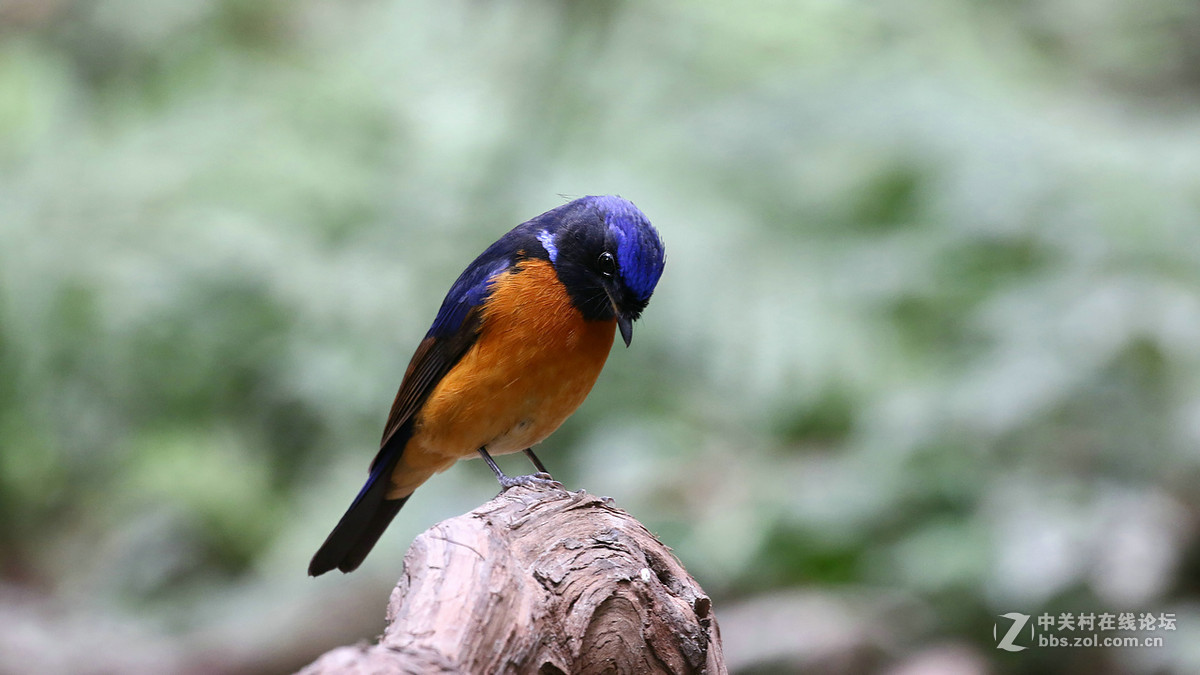 棕腹大仙鹟 MM GG靓照