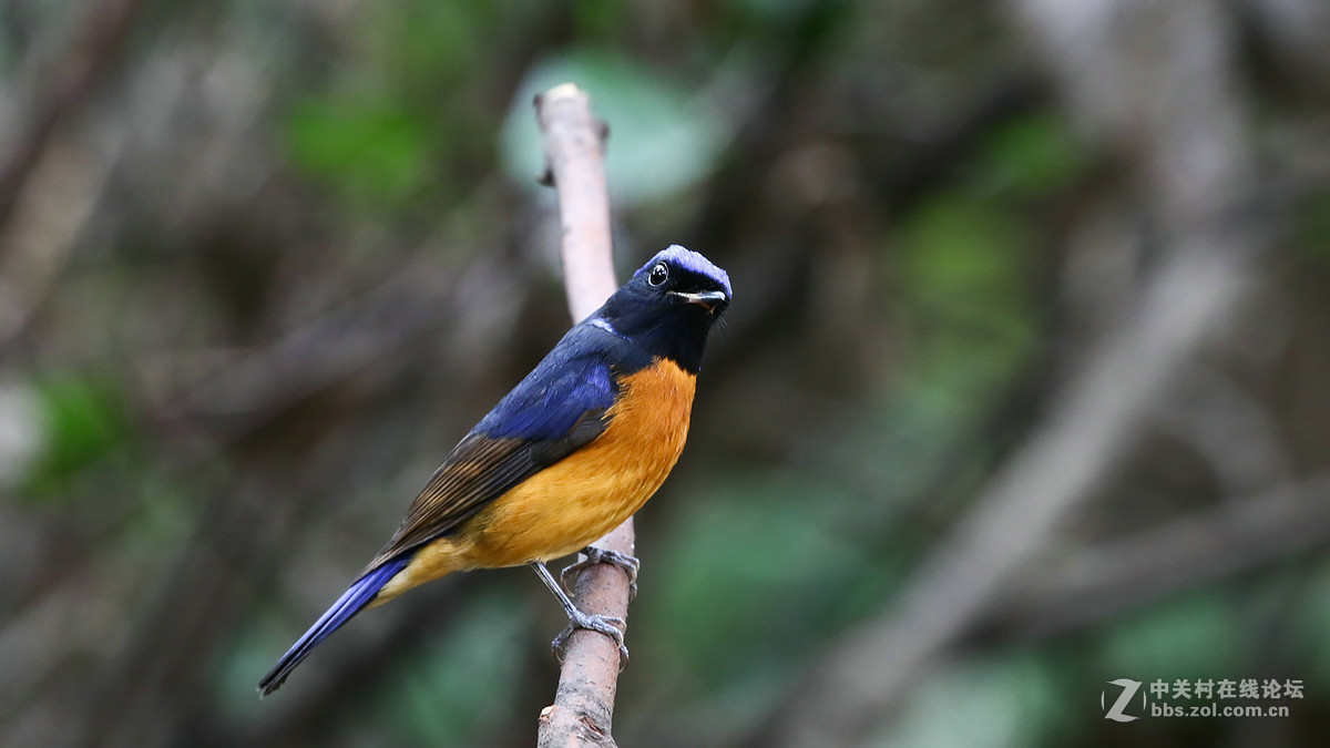 棕腹大仙鹟 MM GG靓照