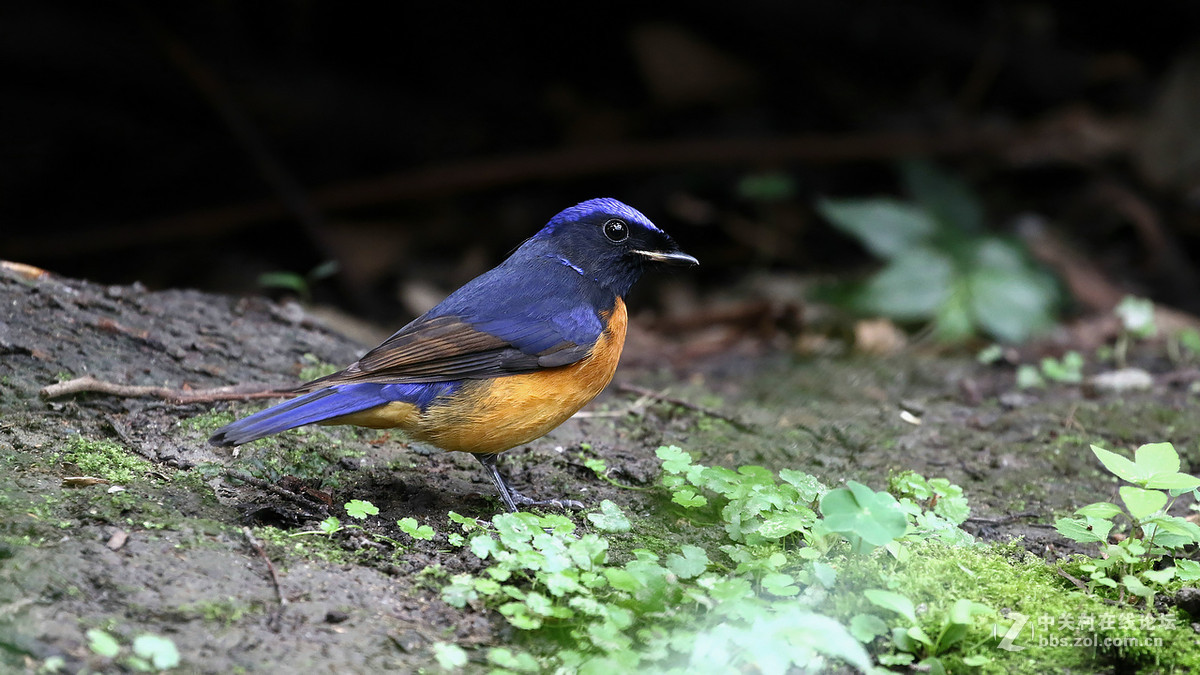 棕腹大仙鹟 MM GG靓照