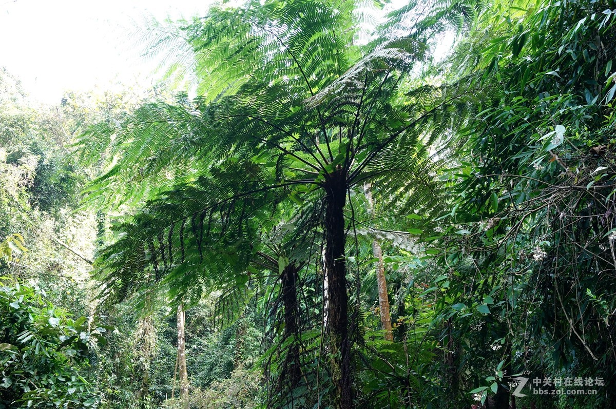 中老越三國邊境十層大山中的植物活化石古桫欏