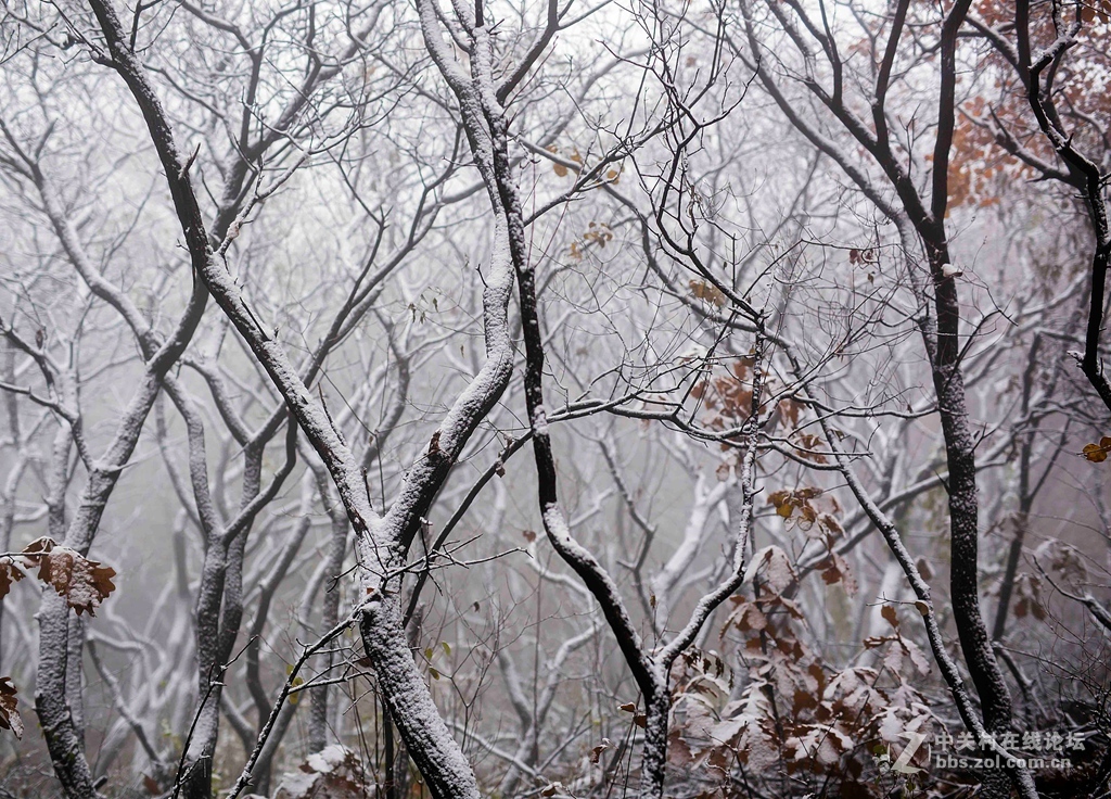 瑞雪中的坡峰岭