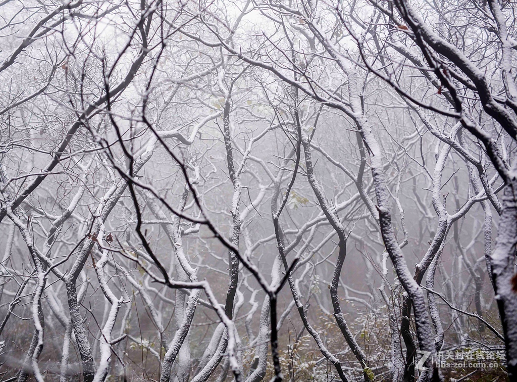 瑞雪中的坡峰岭