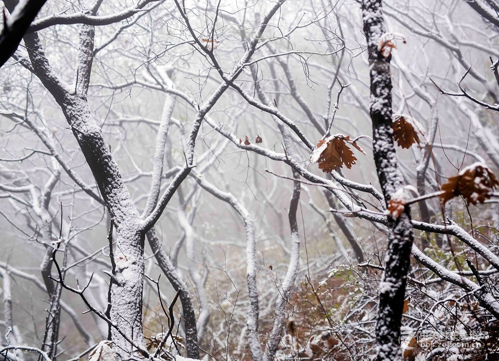 瑞雪中的坡峰岭