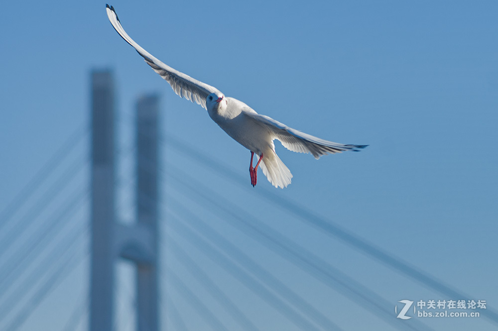 #ZOL月赛-你好2016#+翩翩起舞