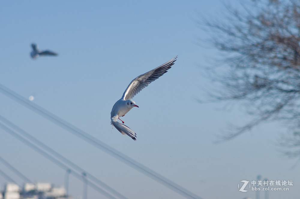 #ZOL月赛-你好2016#+翩翩起舞