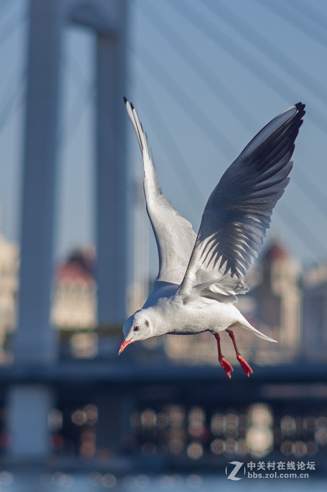 #ZOL月赛-你好2016#+翩翩起舞