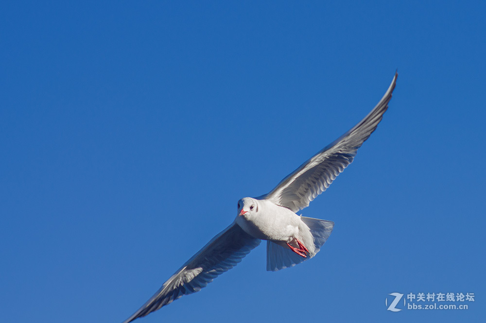 #ZOL月赛-你好2016#+翩翩起舞