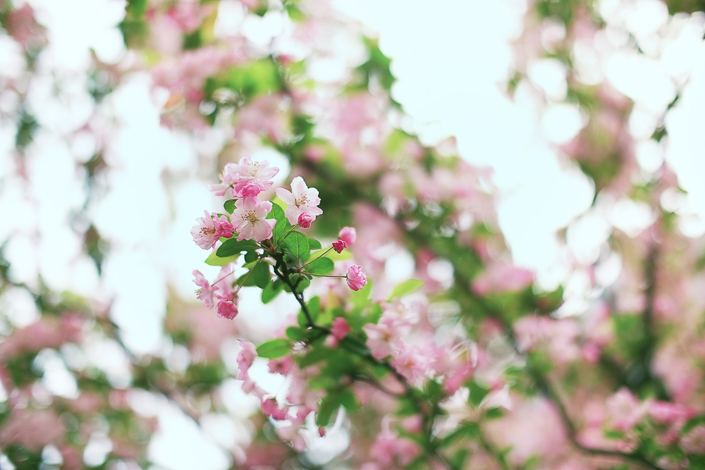 樱花Sakura