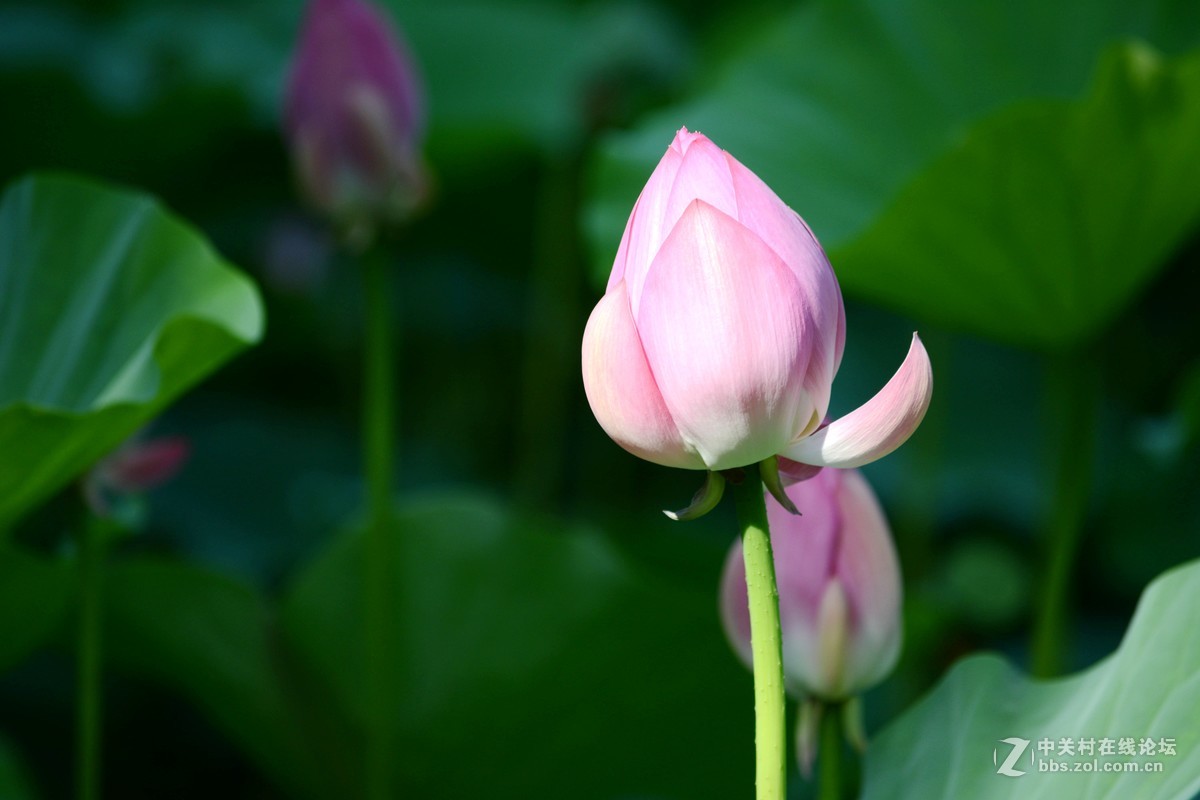 出于污泥而不染----荷花