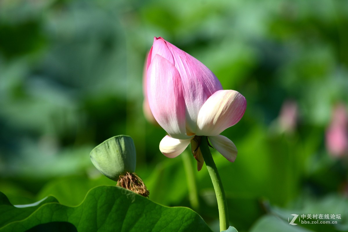 出于污泥而不染----荷花