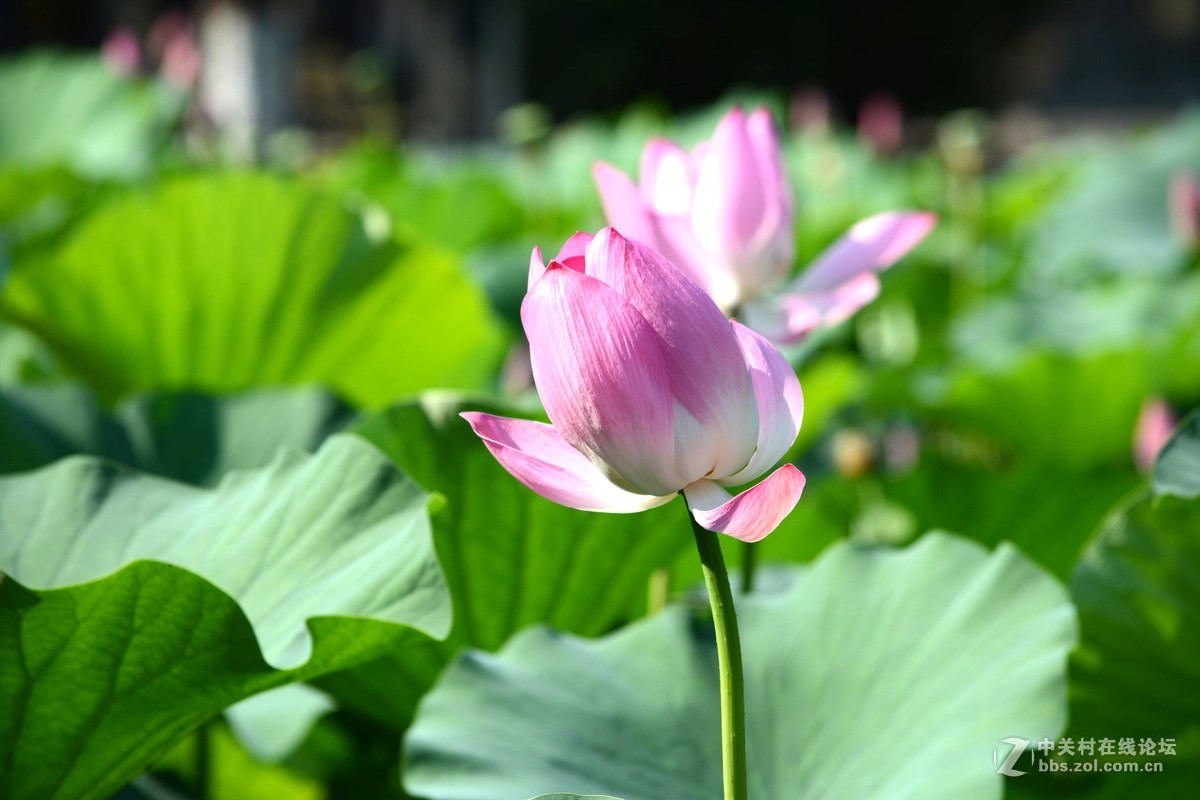 出于污泥而不染----荷花