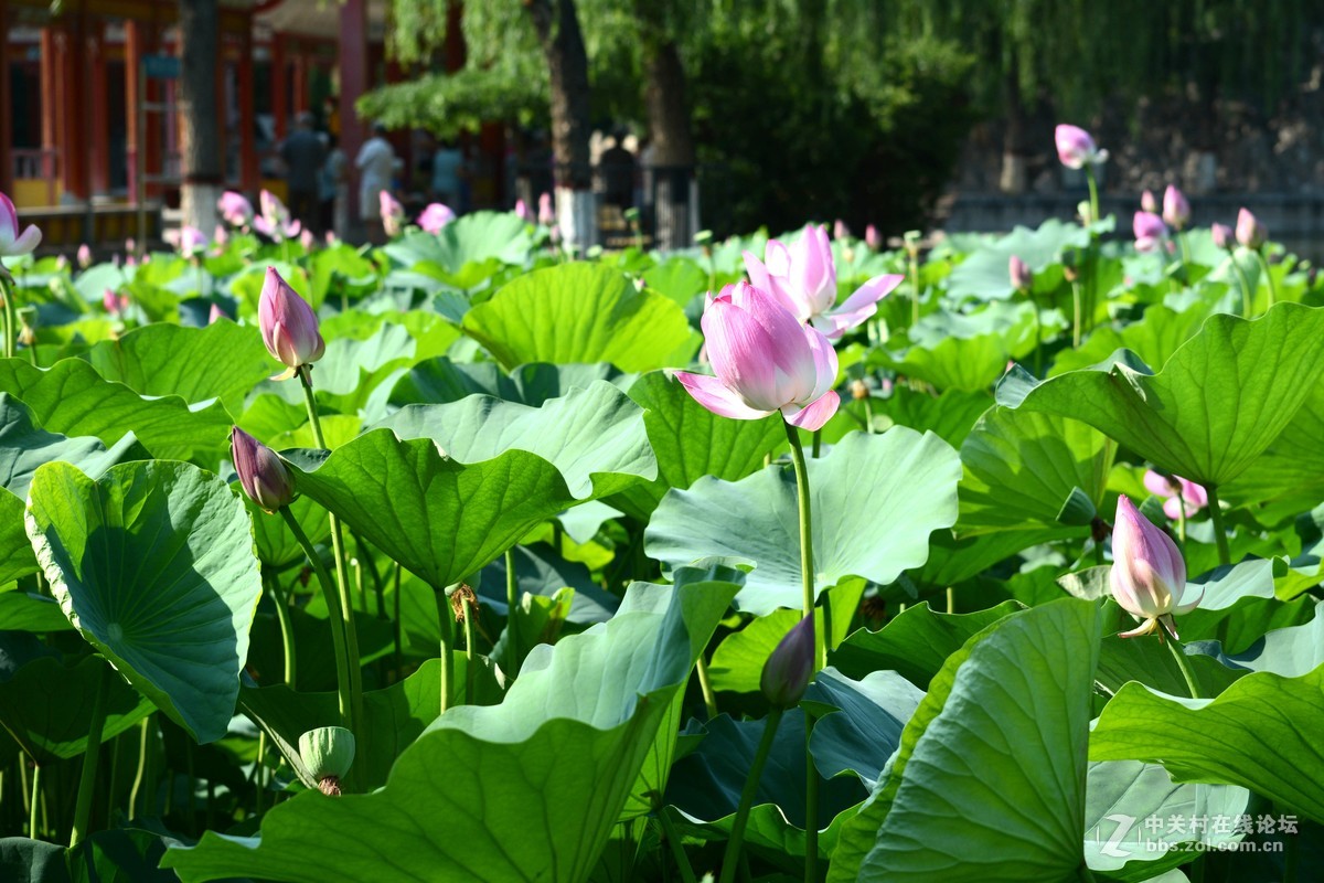 出于污泥而不染----荷花