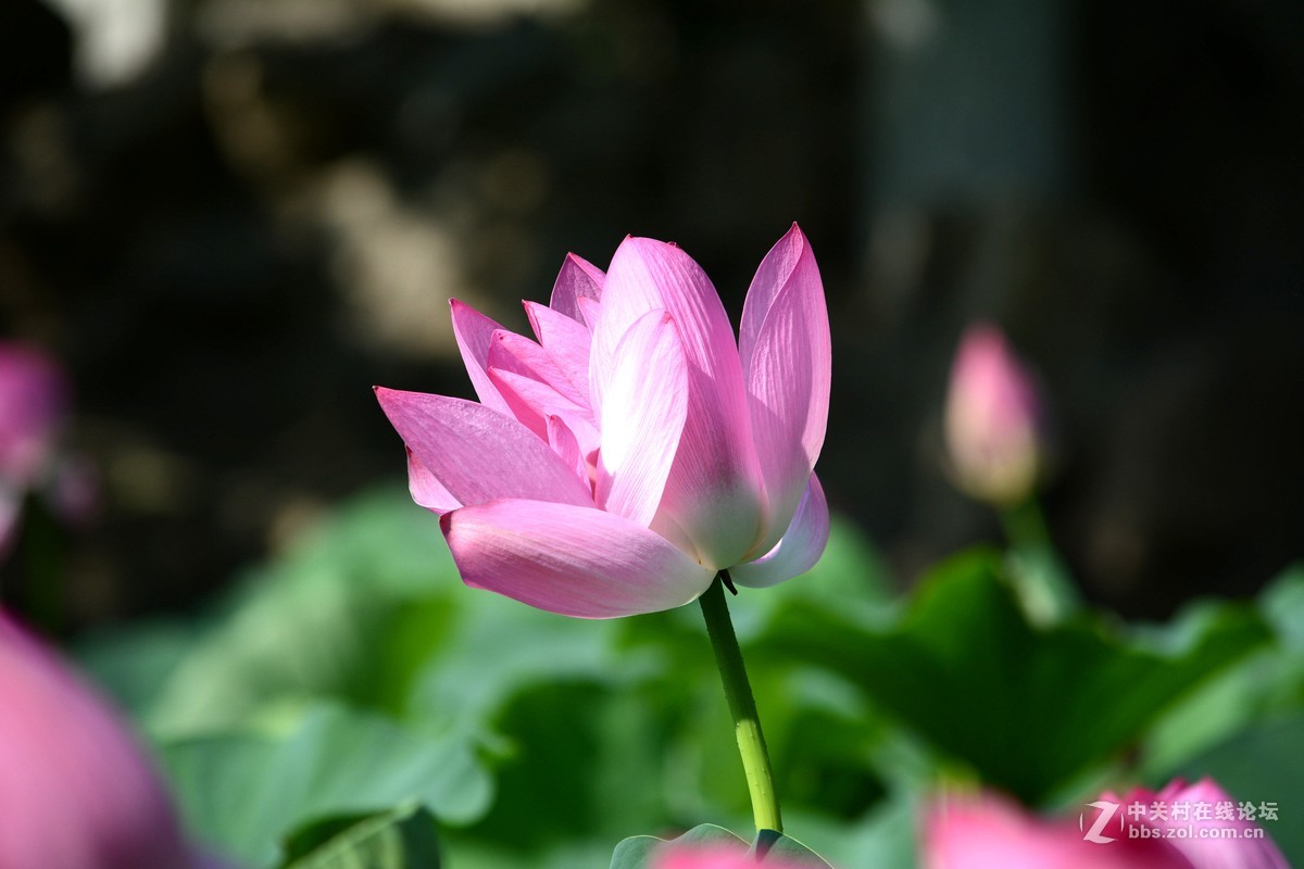 出于污泥而不染----荷花