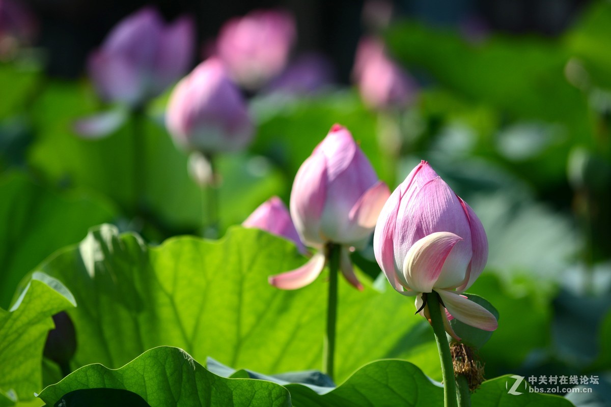 出于污泥而不染----荷花