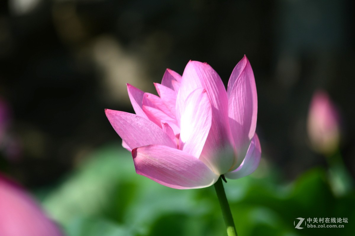 出于污泥而不染----荷花