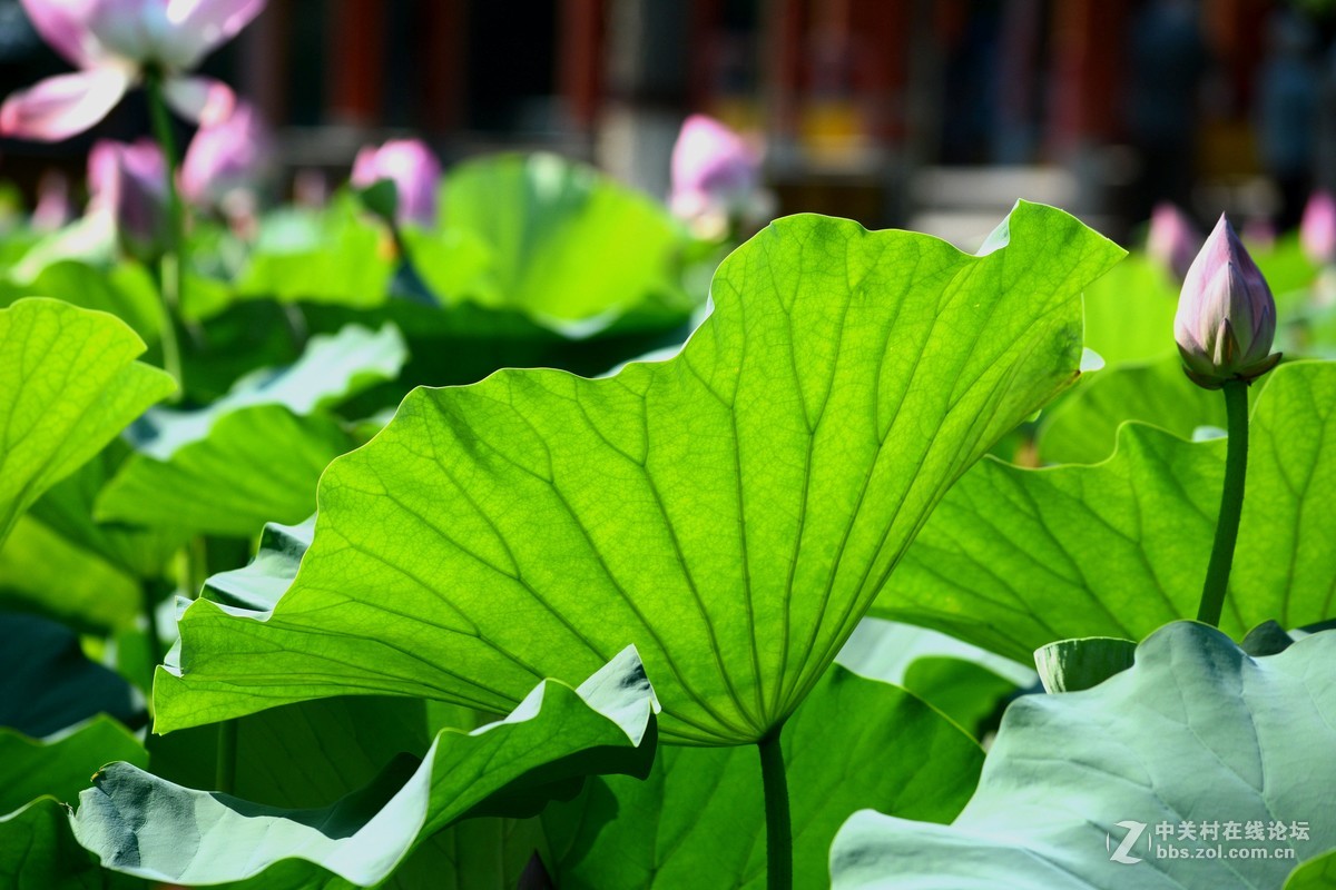 出于污泥而不染----荷花