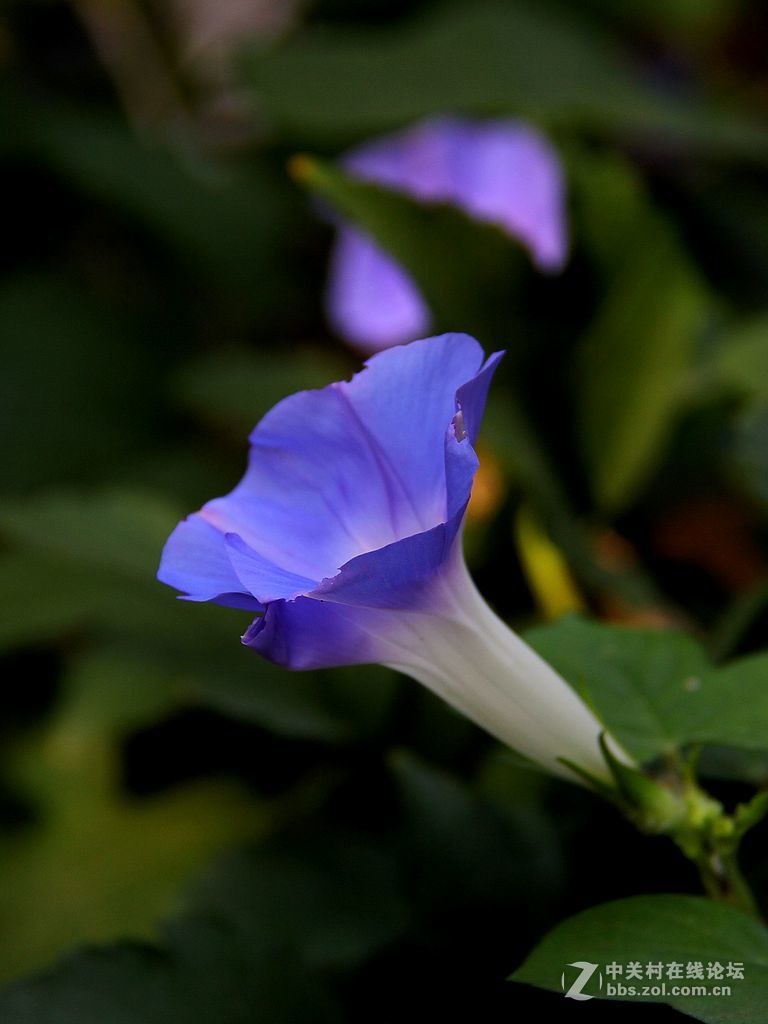 蘭色牽牛花