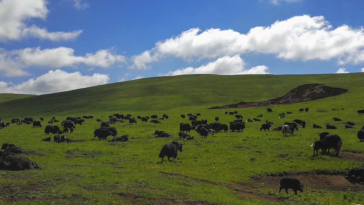 若尔盖草原风光——2017川西北、甘南、青海自驾八日（5）