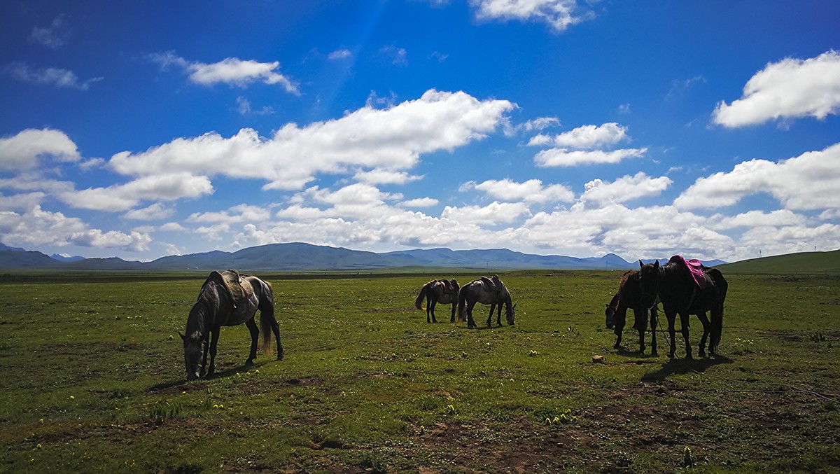 若尔盖草原风光——2017川西北、甘南、青海自驾八日（5）