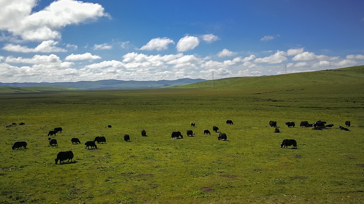 若尔盖草原风光——2017川西北、甘南、青海自驾八日（5）