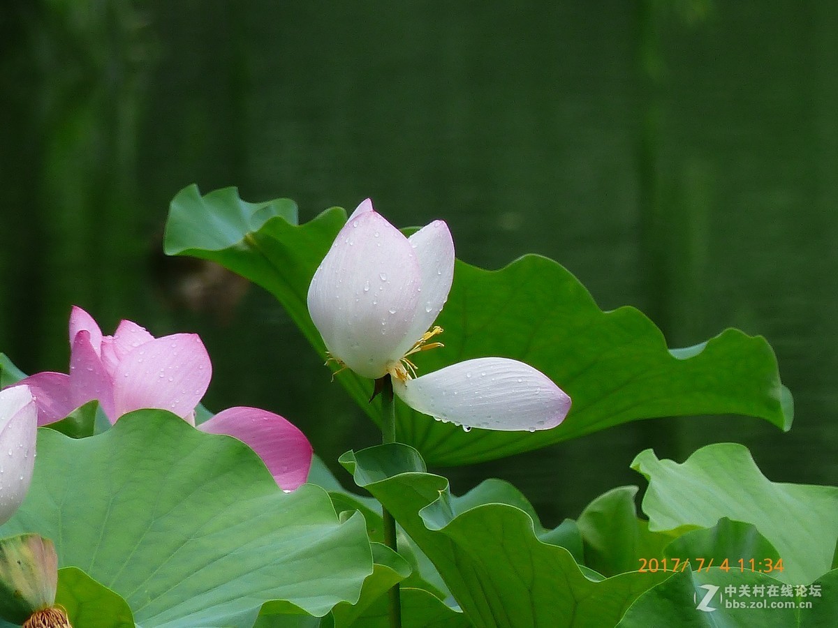 一组花草及月、蝶。