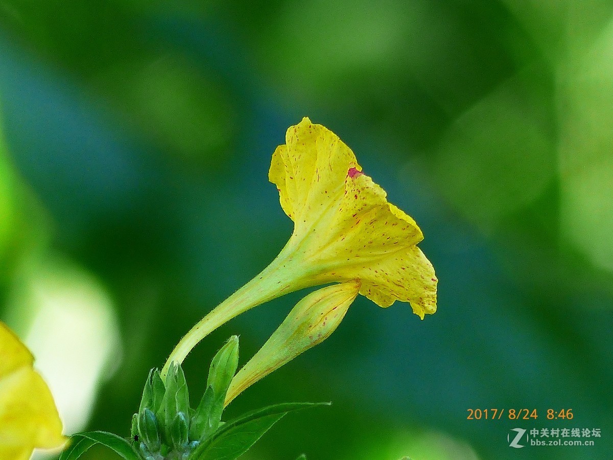 一组花草及月、蝶。