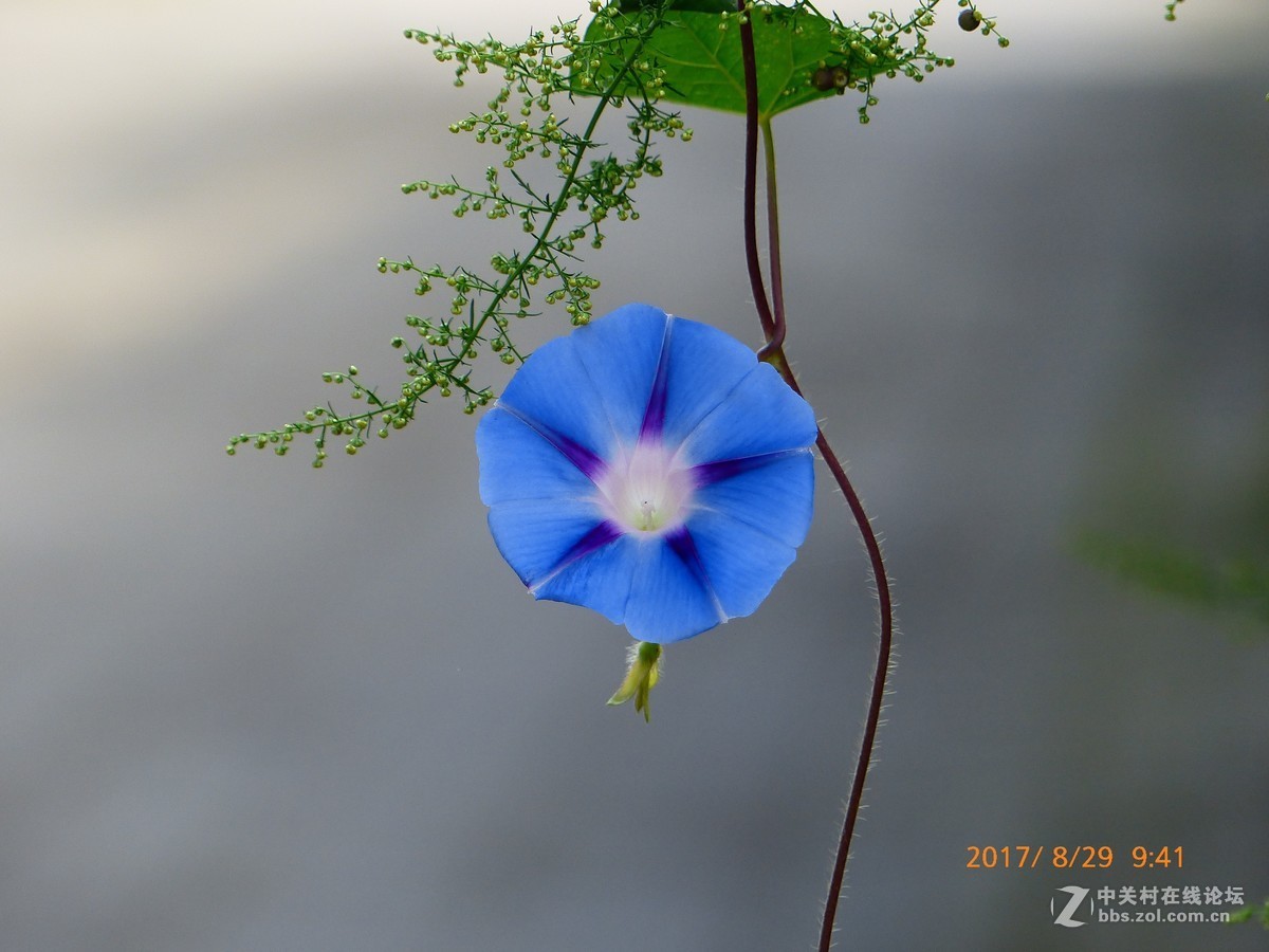 一组花草及月、蝶。