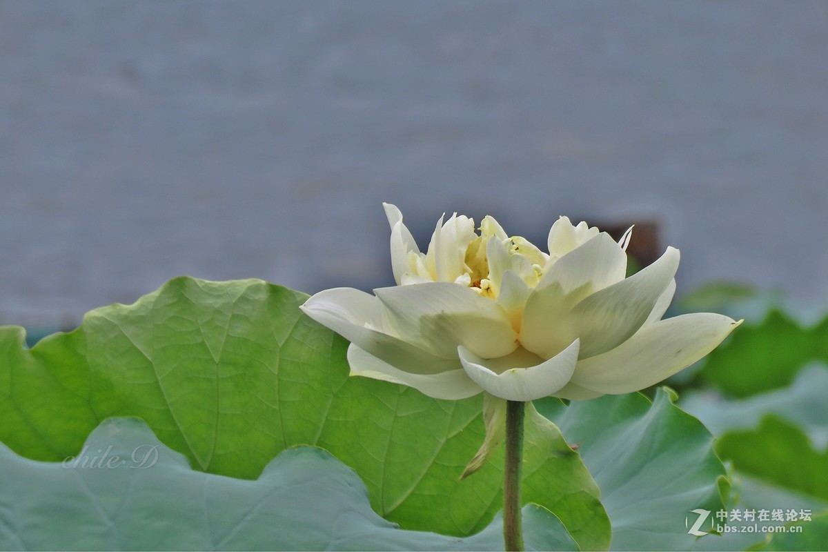 济南《百花洲》。