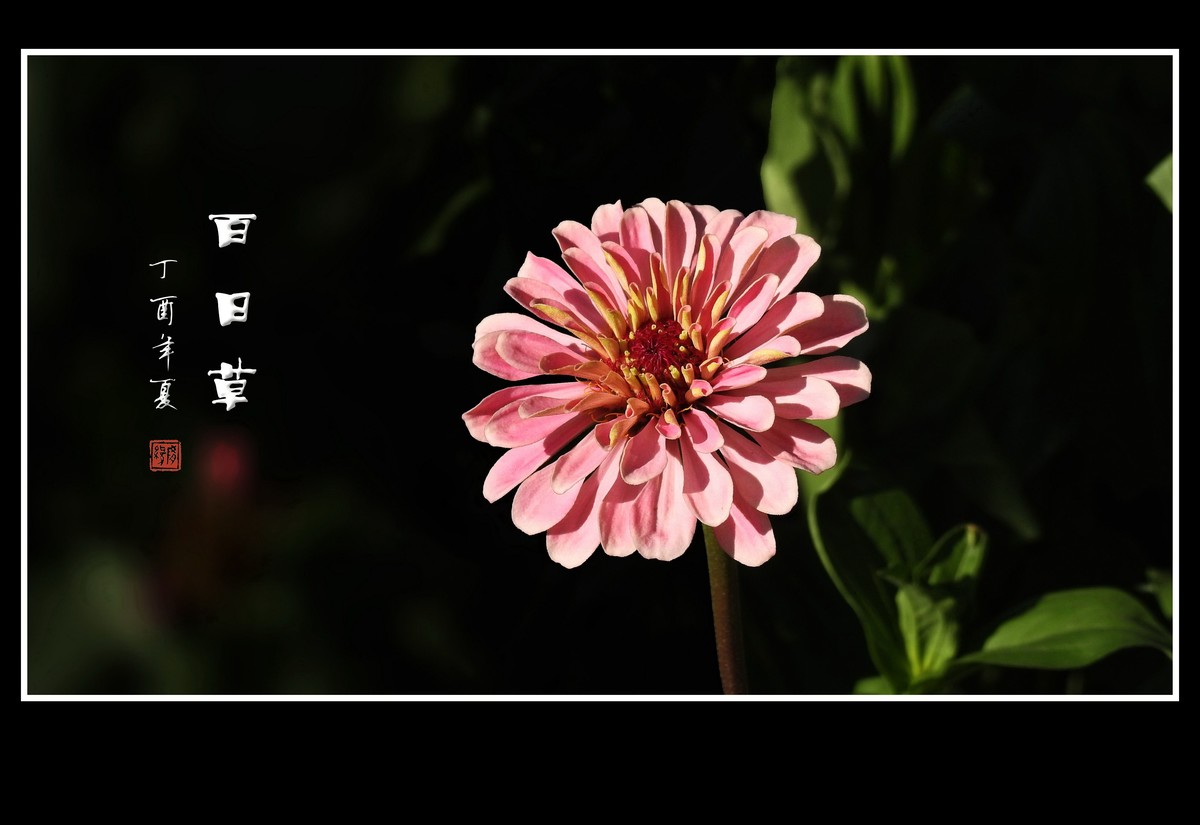 五彩缤纷的百日草
