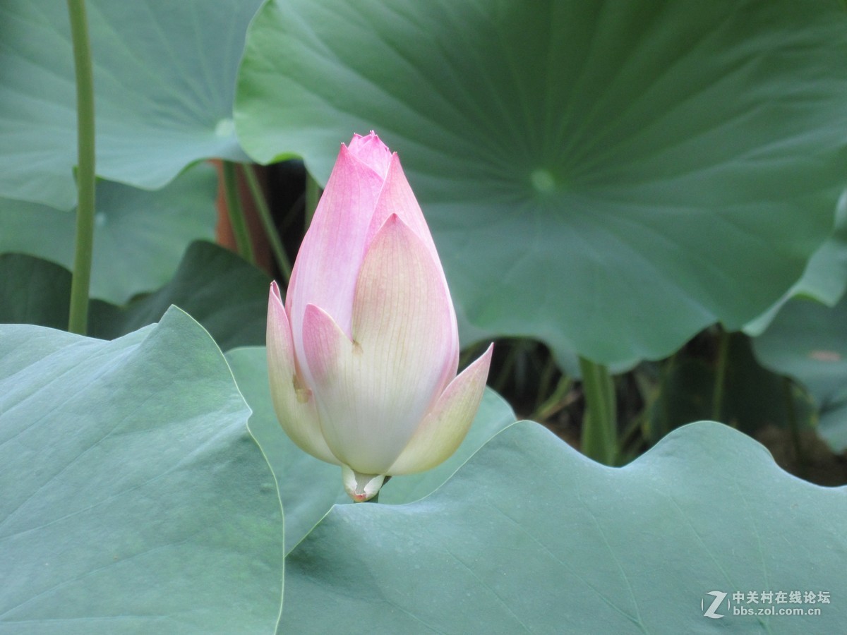 #佳能EOS M6-定格光影#夏色