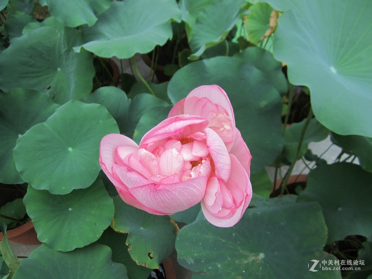 #佳能EOS M6-定格光影#夏色