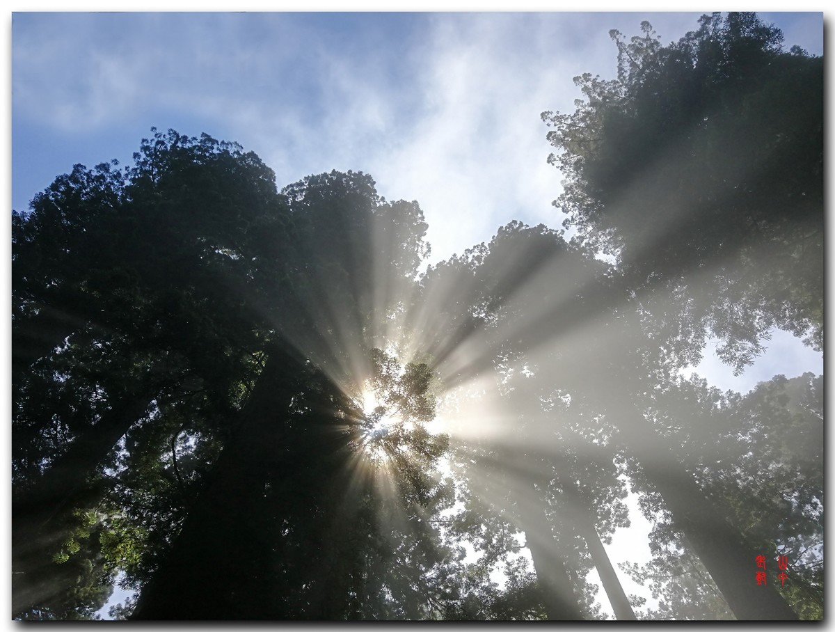 红木公园里的雾，光与影．７７６