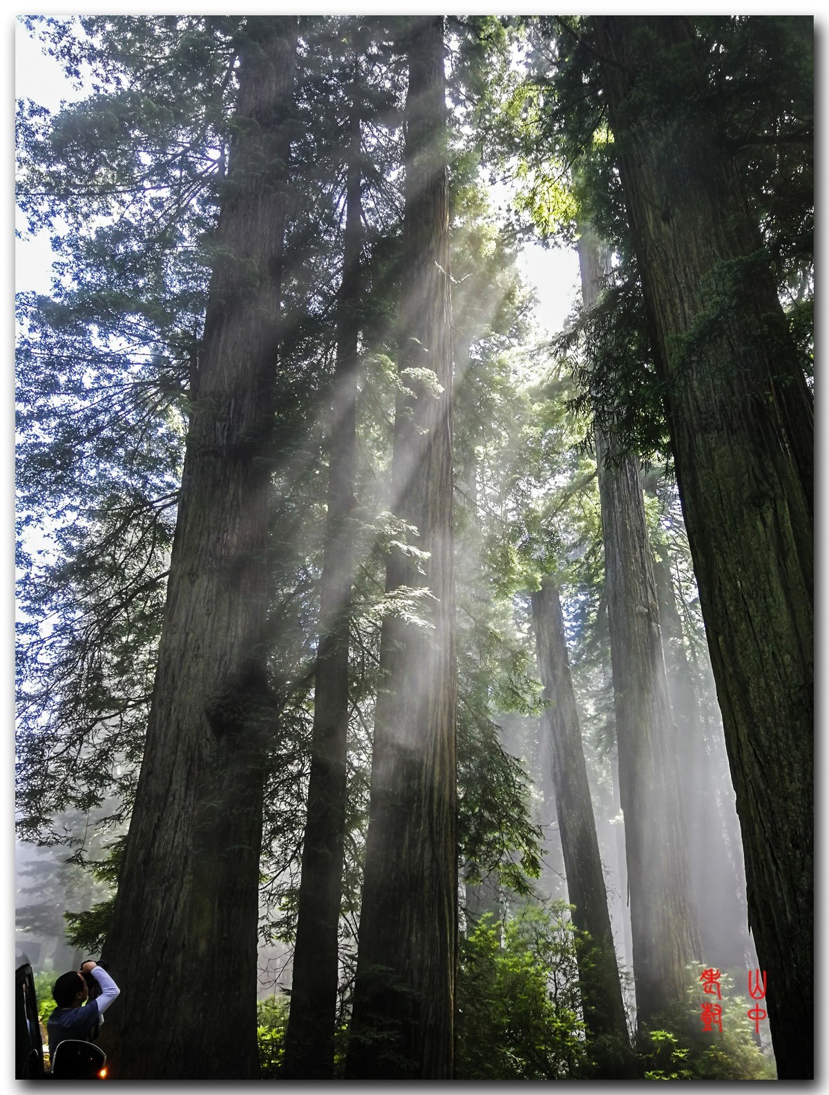 红木公园里的雾，光与影．７７６