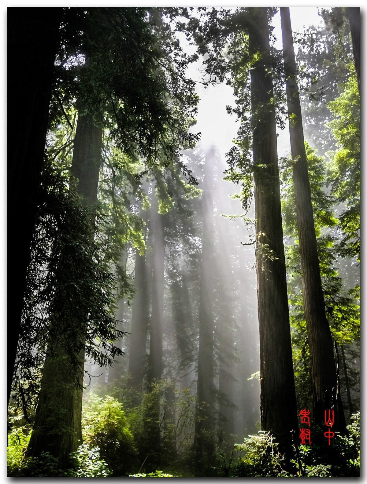 红木公园里的雾，光与影．７７６