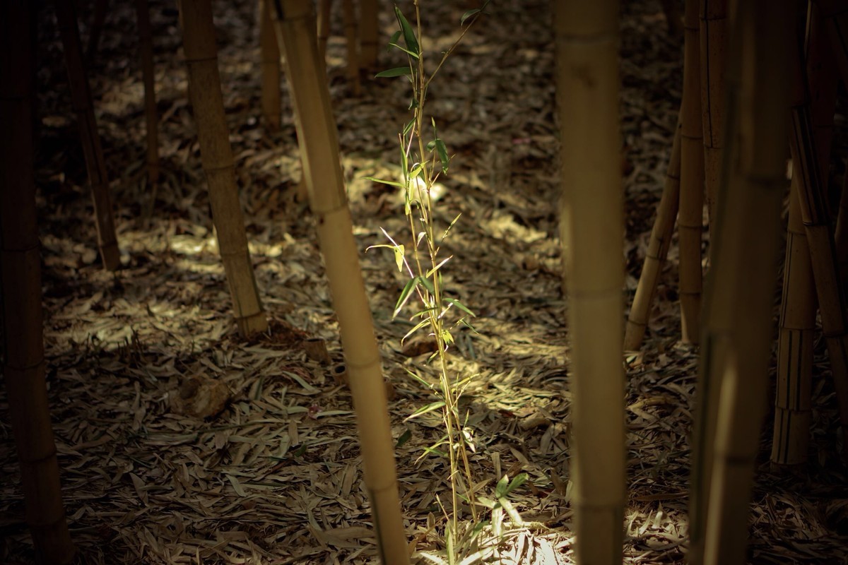 索尼A6300记录生活