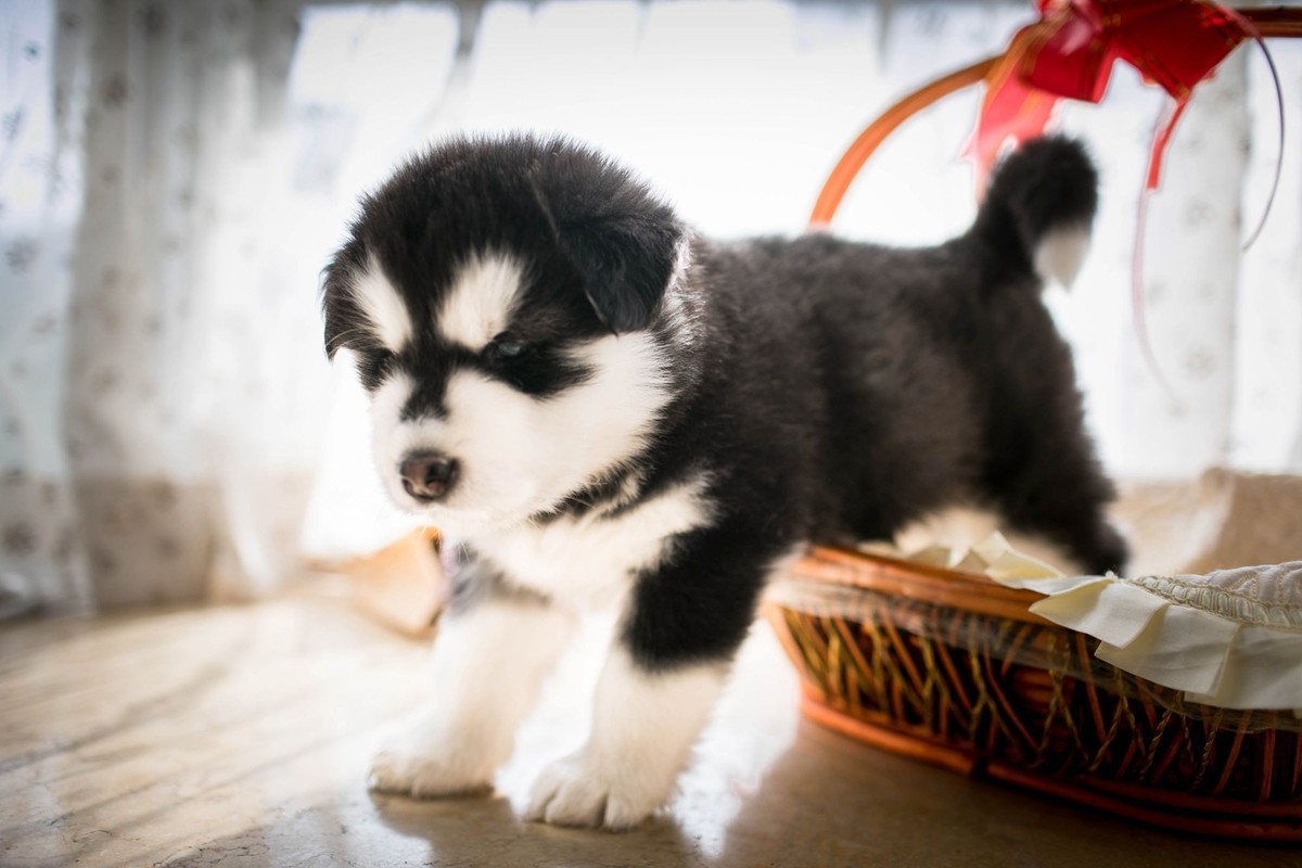 宝玉和她的七个小可爱