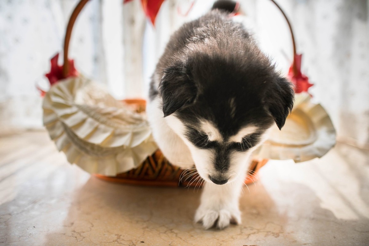 宝玉和她的七个小可爱